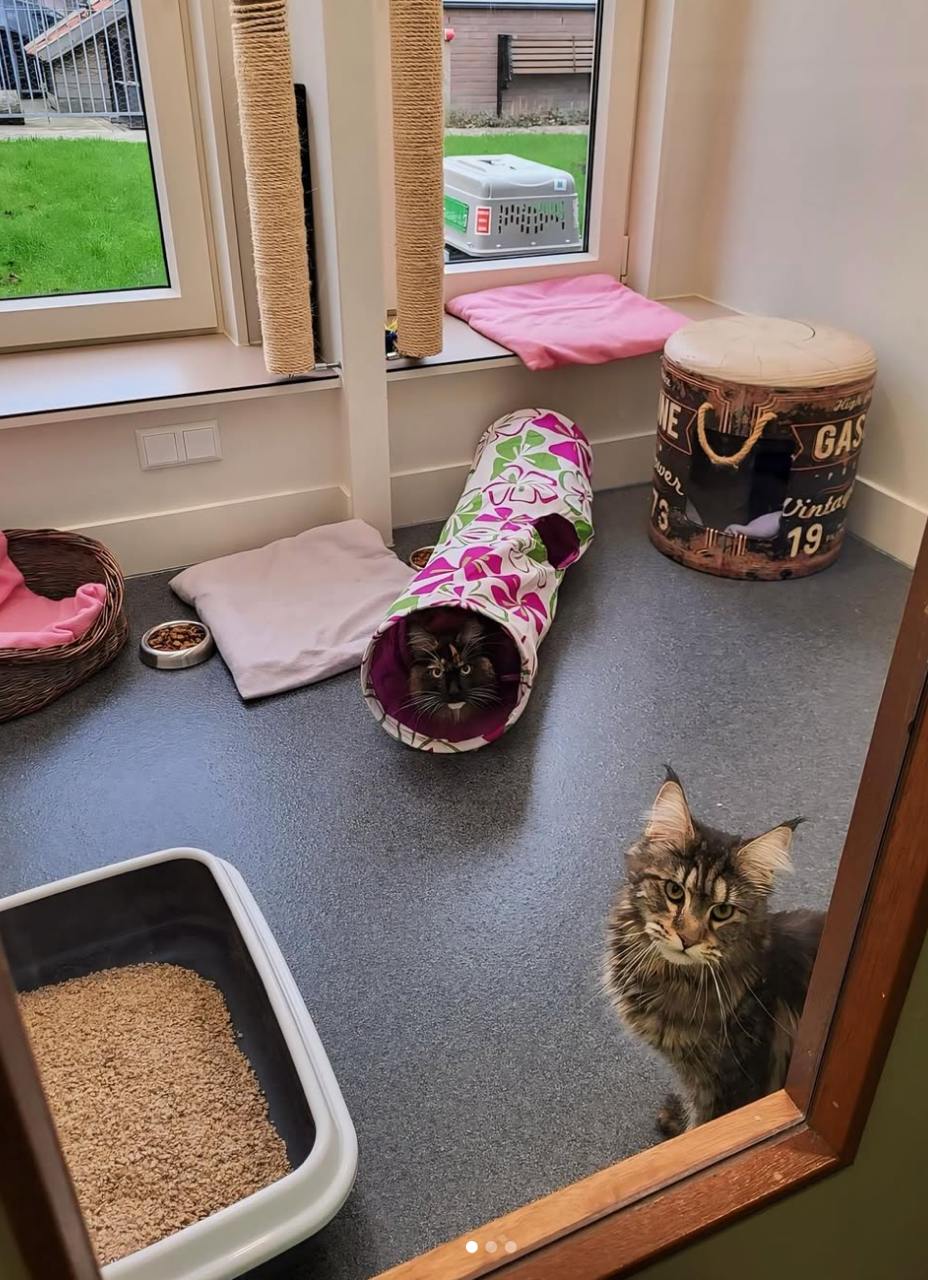 Thomas - Newfoundland